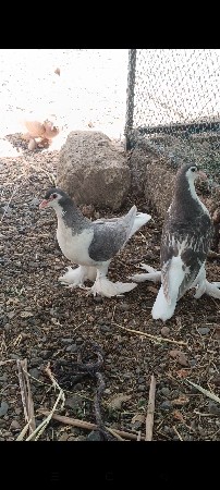 સિરાજી માંદી એક બચું વેચવાના છે