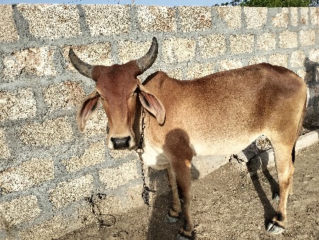 દેવાની છે