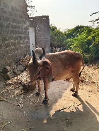 थंबनेल 3