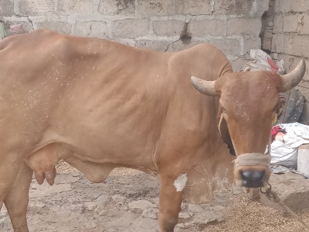 थंबनेल 2