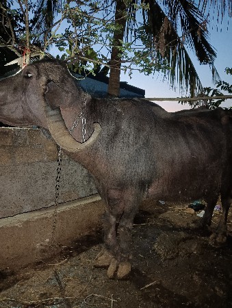સાત દિવસ ત્રીજા વેતર વિયાણેલ ભેંસ