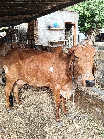 थंबनेल 2