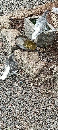 સીરાજી મદી એક બચું વેચવાના છે