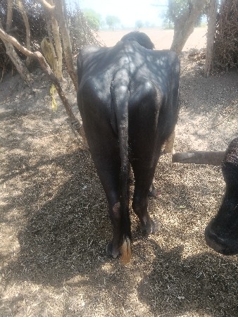 ભેંસ વેચવાની પેલુ વેતર