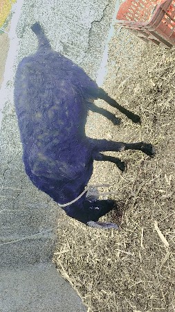 थंबनेल 2