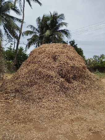 માંડવિયું વેચવાનું છે.