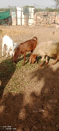 थंबनेल 3