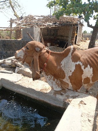 વાછડો વેચવાનો છે