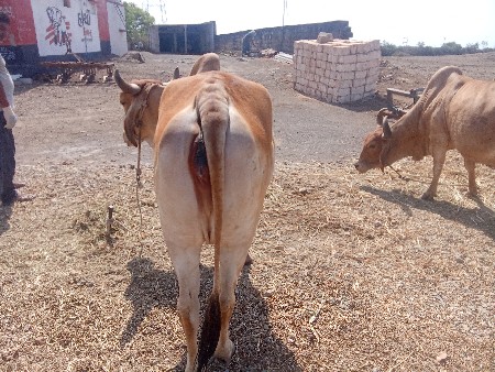 ગાય વેચવાની છે