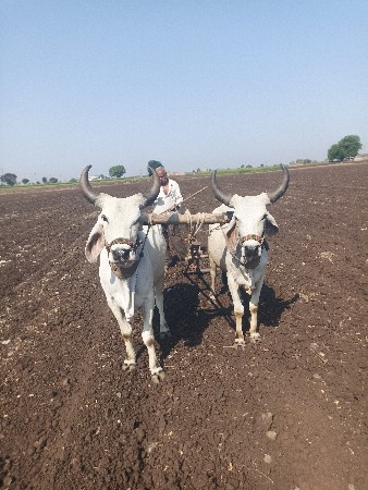 ગોઢલા વેચવાના છે