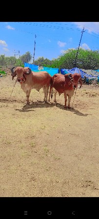 બે ધરના  છે. ફુલ  જવાબ દારી