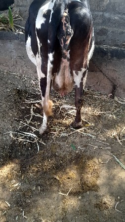 ગાય વેચવાની સે