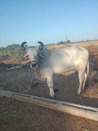 વેચવાના છે