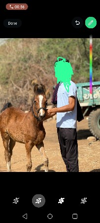 વછેરો ને ઘોડિ આપવાના છે