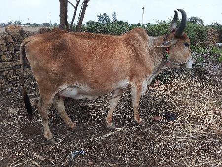 थंबनेल 2