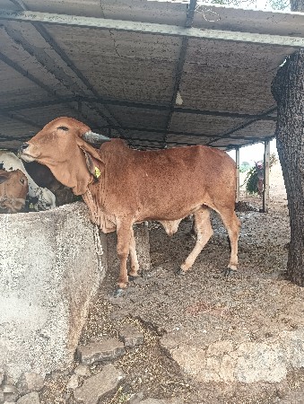 થંબનેલ 3