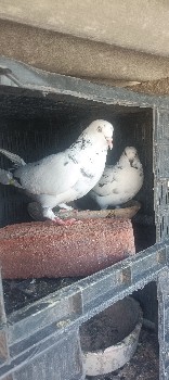 કબુતર વેચવાનું છે