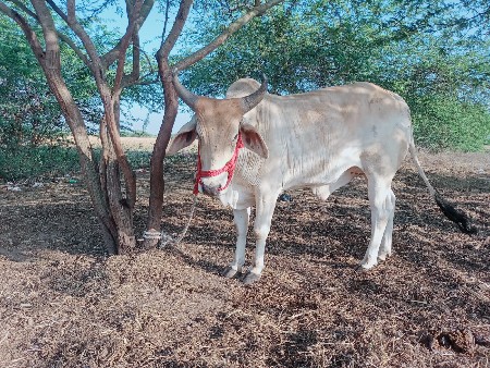 ગોદલો