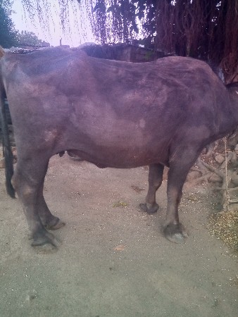 થંબનેલ 3