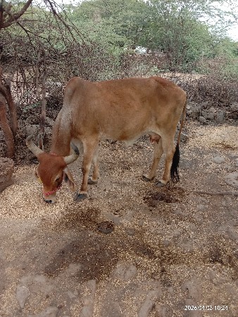 ગાય વેચવાની છે