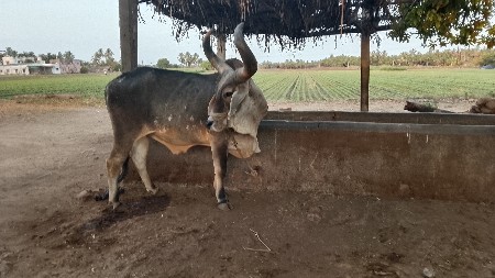 આ બળદ વેંચવાનો છે