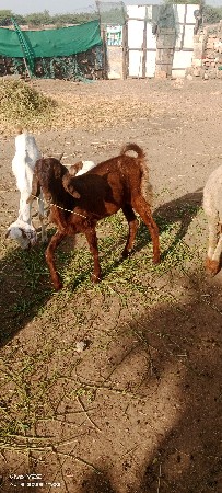 थंबनेल 2