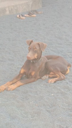 ડૉબર નો કૃતરો  વેચવા નો છે