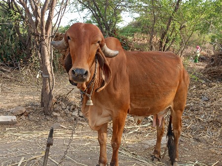 थंबनेल 2