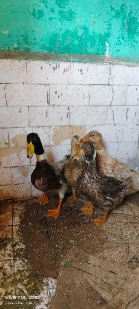 btak veshvani che 4nang che