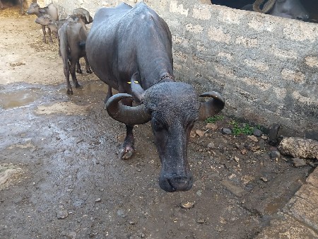 buffalo. .9925055028