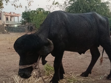 પાડો વેચવાનો છે