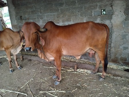 ગાય વેચવાની છે