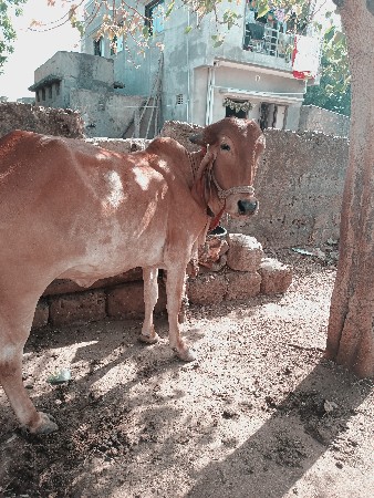 थंबनेल 3