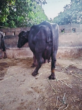 थंबनेल 2