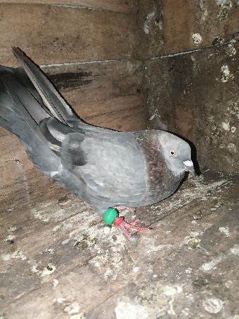 DABB VARO JANGO MALEE