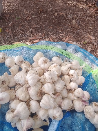 ર વર્ષ ની પાડી લેવાન શે