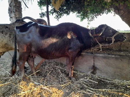 ભેંસ વેચવાની છે
બીજું
 વેતર છે