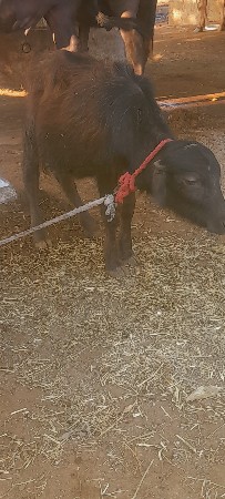 ભેસ વેચવાની છે