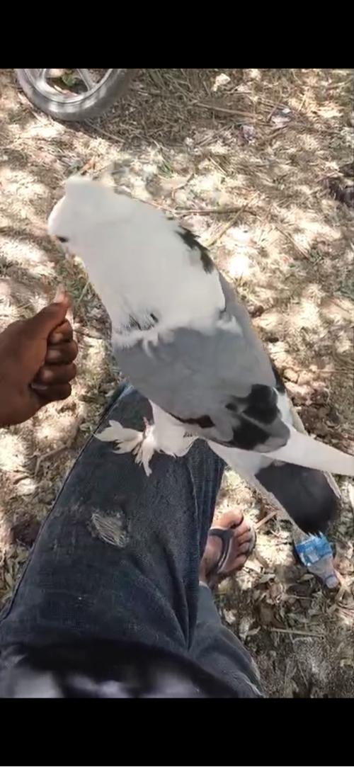 Kabutar levanu che શીખડું white મોઢા વાળું ચોંટી મોજા કટ