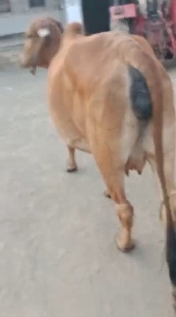 પેલા વેતર ગાય, સાવ સોજી છે