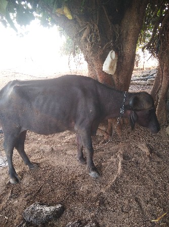 ભેસ વેસવાની છે