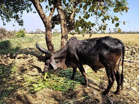 બળદ વેચવાના છે