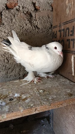 કબુતર વેચવાના છે