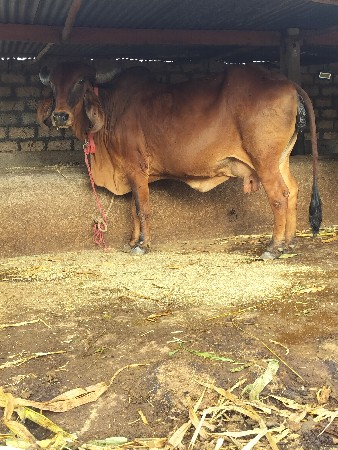 ગીર ગાય વેચવાની છે