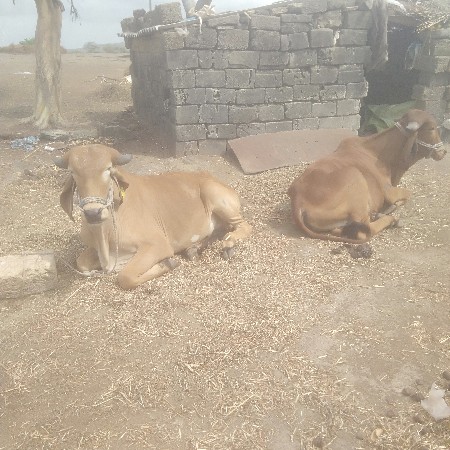 ગોઢલા વેચવાના છે