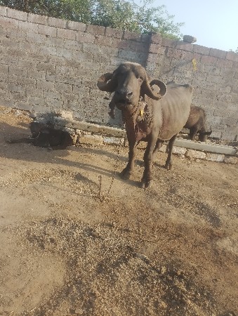 थंबनेल 2