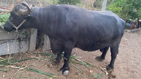 ભેંસ  વેચાવાની