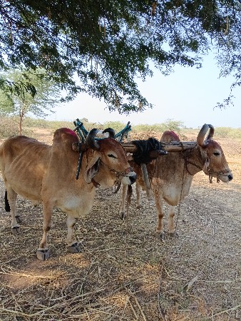 તીજીવાવણીના