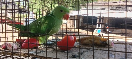 थंबनेल 2