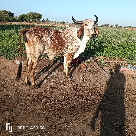 હોડકી વેચવાની છે વીયાસેહવે